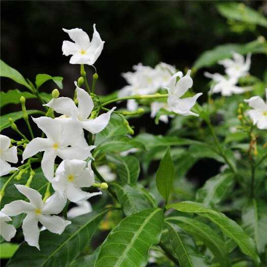 沭阳县茉莉花苗 风车茉莉