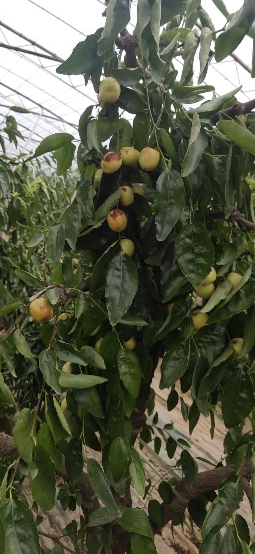 南酸枣 大荔冬枣2020火爆上市中…