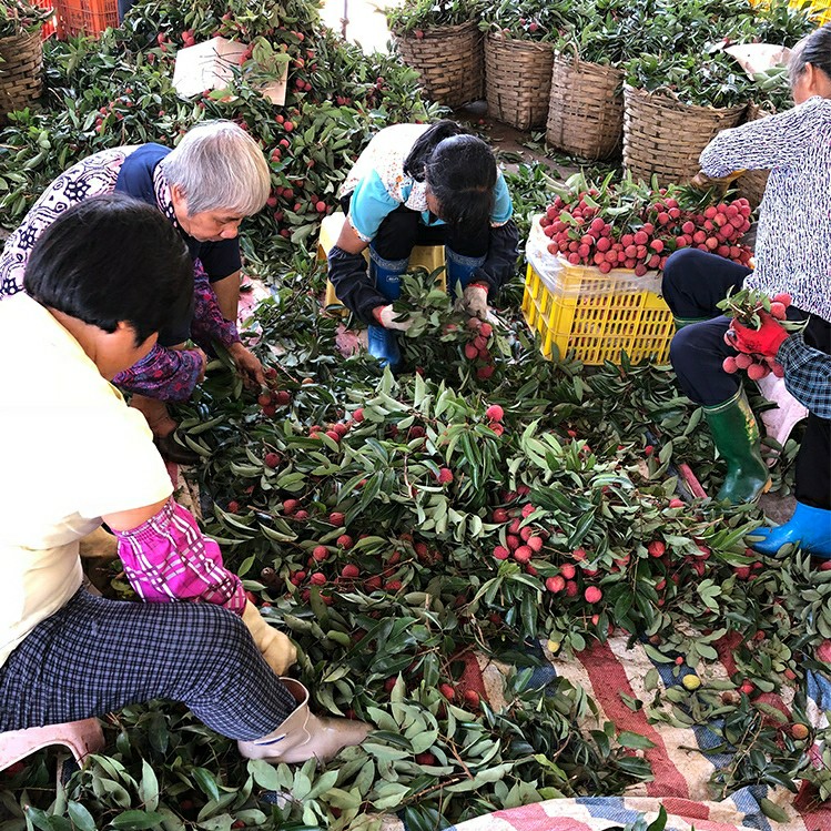 广东增城本地桂味荔枝现货批发零售代发荔枝礼盒箱多种配送方式