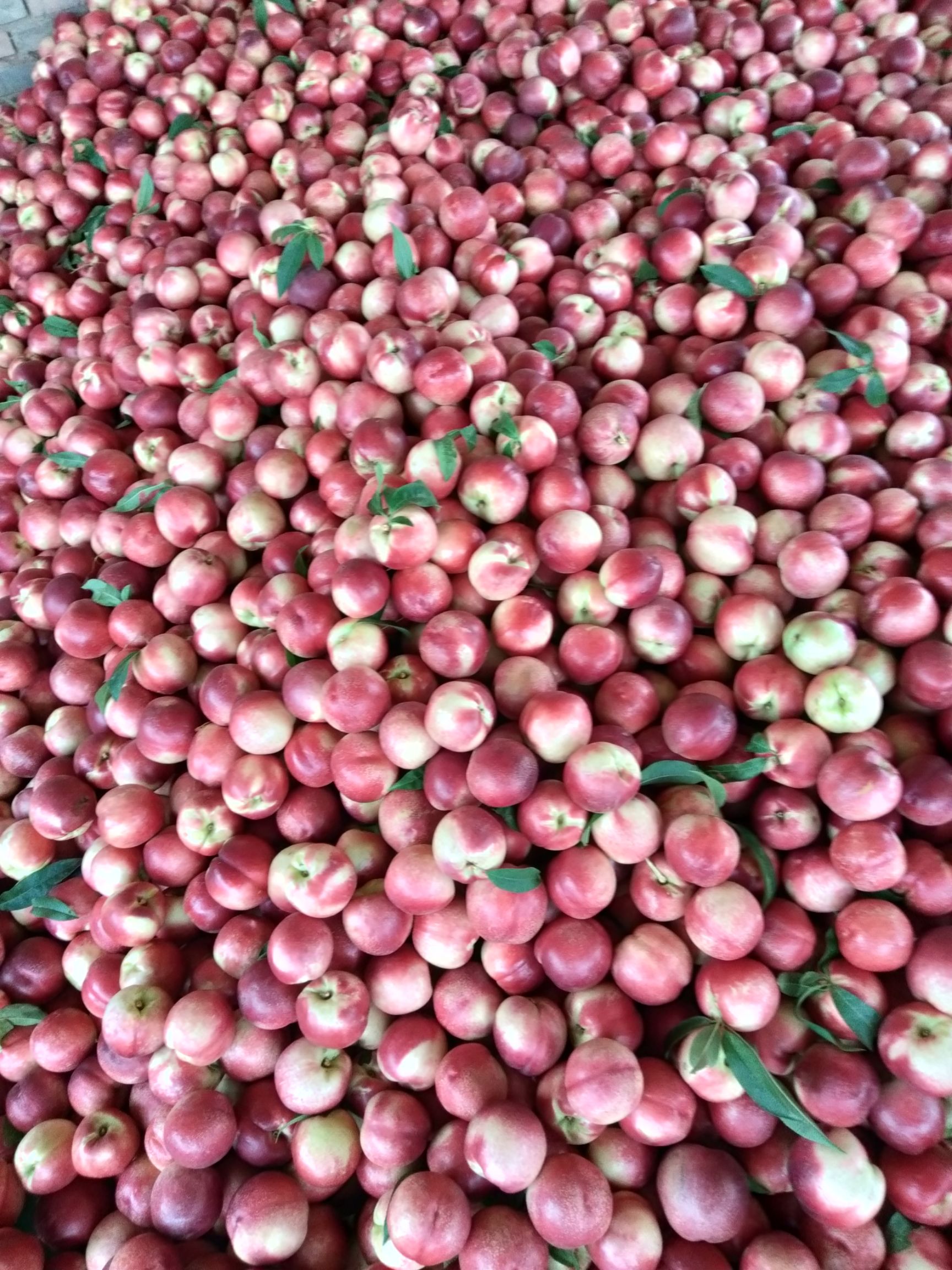 春美桃 65mm以上 4-5两