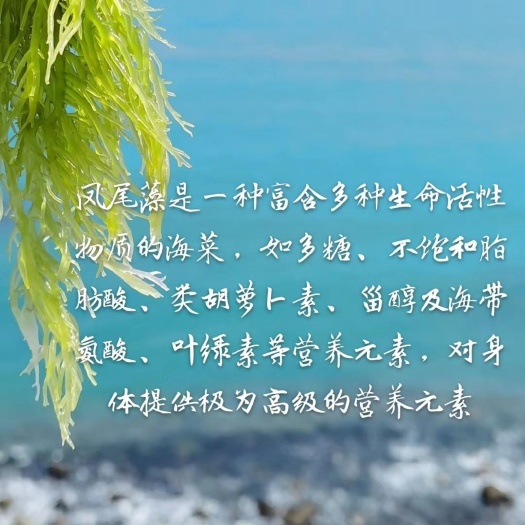 诏安县马尾藻 天然有机深海蔬菜凤尾藻深海纯净海域古法盐制凉拌龙须菜