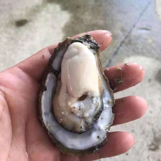 湛江湛江牡蛎 湛江生蚝   正宗湛江生蚝产地直销