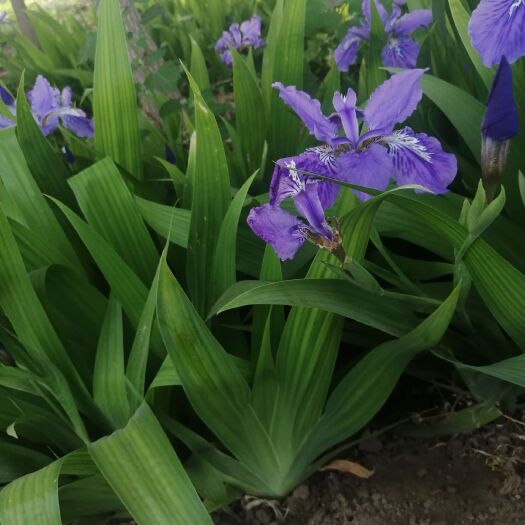 定州市 蓝花鸢尾