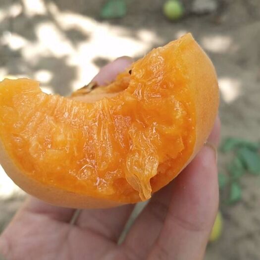 内黄县八达杏 个大，水分足，甜核