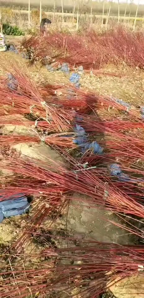 定州市丛生红瑞木