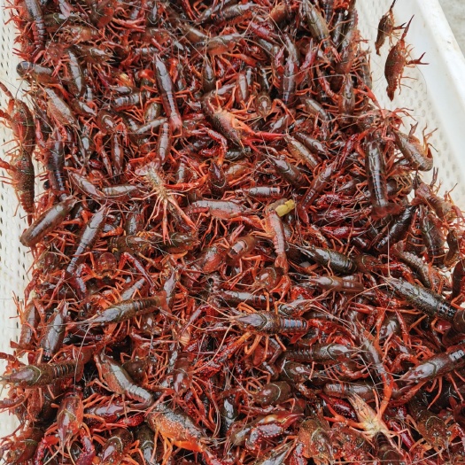 洪湖市 优质深水虾苗，规格大，活力好，体质强，无病害无水泡质量有保