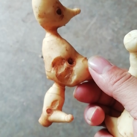 会泽县 鸡头黄精
