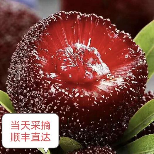 仙居县杨梅，东魁杨梅，仙居东魁杨梅，场地直销，真空包装顺丰直达