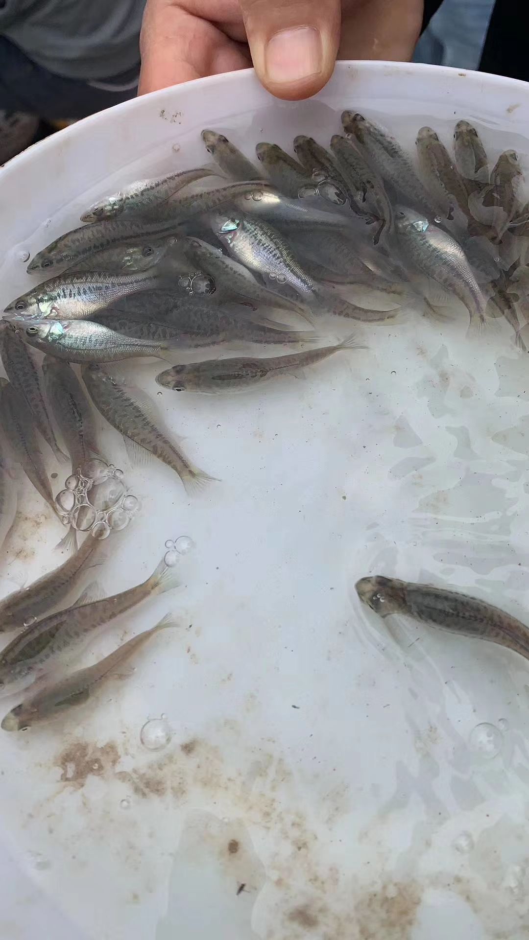 加州鲈鱼苗