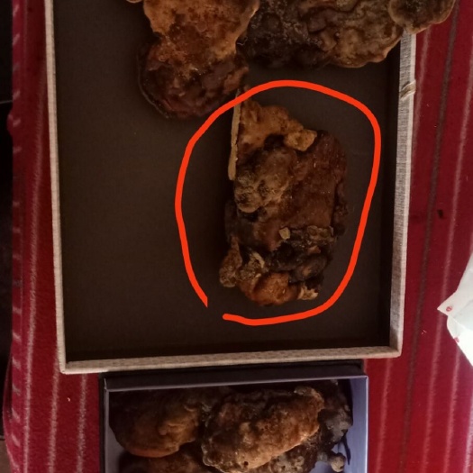 盘州市灵芝菌种 出售棺材菌，又叫阴灵芝，长于陈年棺木中