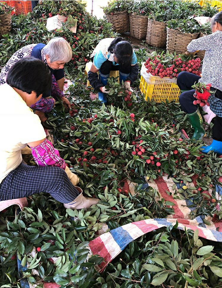 广东增城本地桂味荔枝现货批发零售代发荔枝礼盒箱多种配送方式