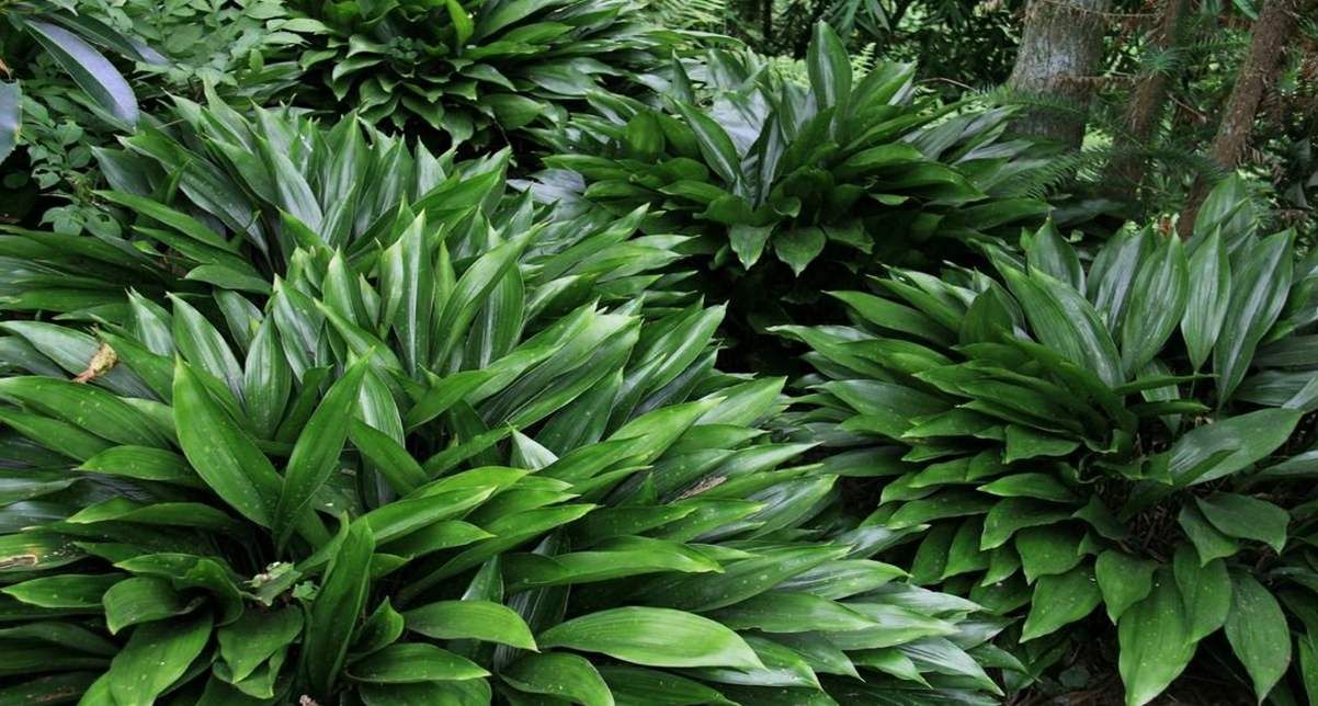 云贵川通用粽叶 花粽叶