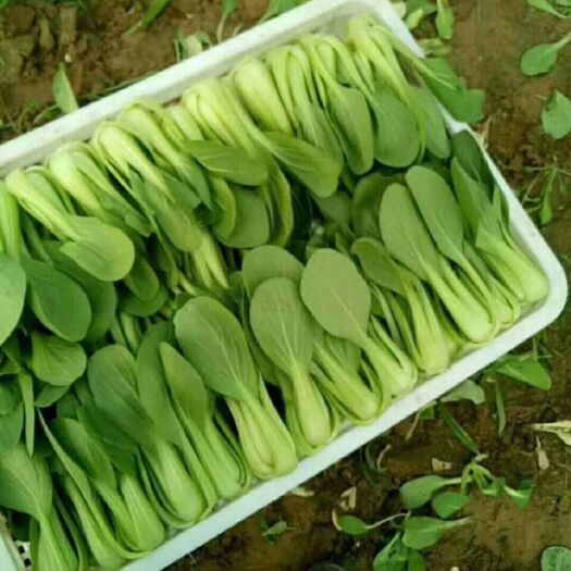 曹县山东菏泽曹县精品上海青小油菜，基地直供，常年有货，货源稳定