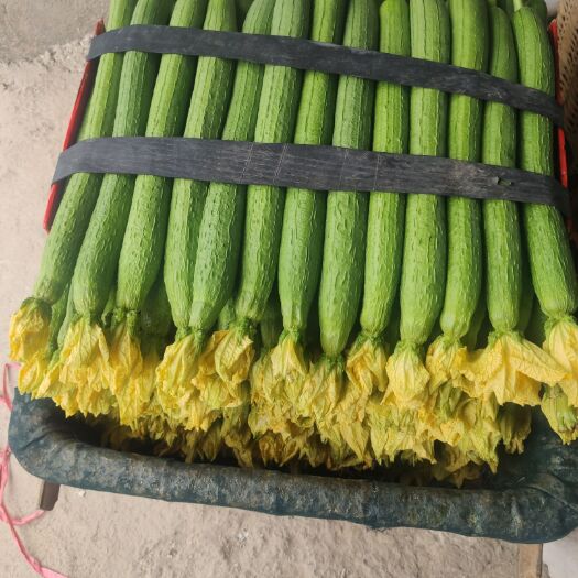寿光市 丝瓜鲜花丝瓜精品丝瓜现摘现发