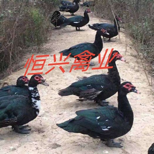 南宁黑番鸭苗  白番鸭苗 场家直销 包打疫苗 全国发货