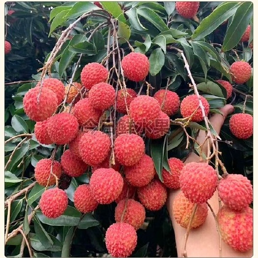 广州 从化桂味荔枝，钱岗糯米糍荔枝