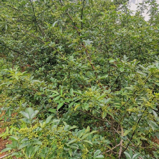 永善县 青花椒云南昭通永善务基青花椒金沙江沿岸青花椒晒干的
