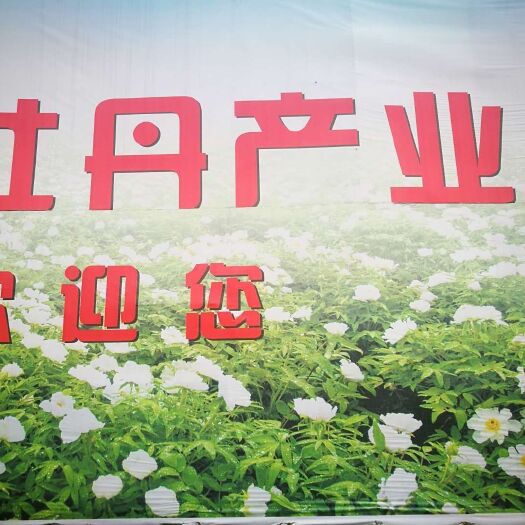 富源县云南油牡丹苗，现要现挖，质量好，欢迎参观采购，诚信经营