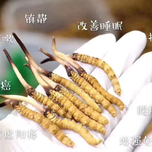 久治县 现挖现发新鲜冬虫夏草