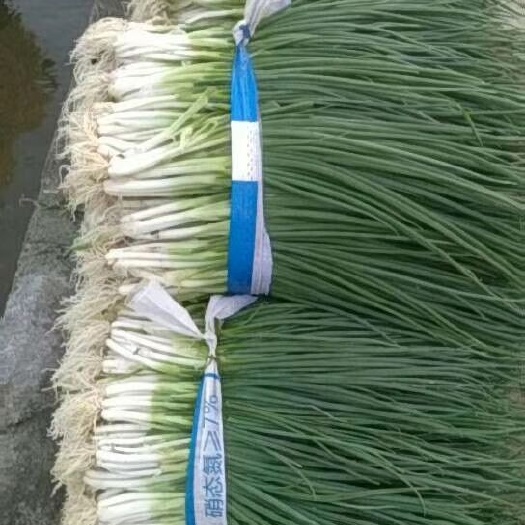 柳州香葱 白头葱已上市，