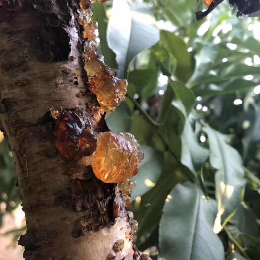 砀山县 砀山桃胶，一手货源，质量保证，老家直销。