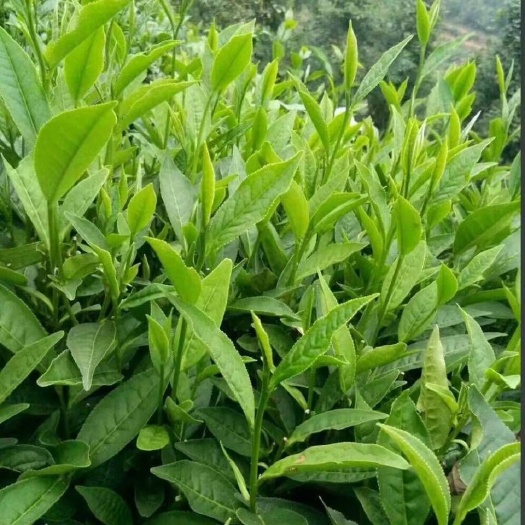 西林县白毛茶 自家种植茶叶，天然饮品