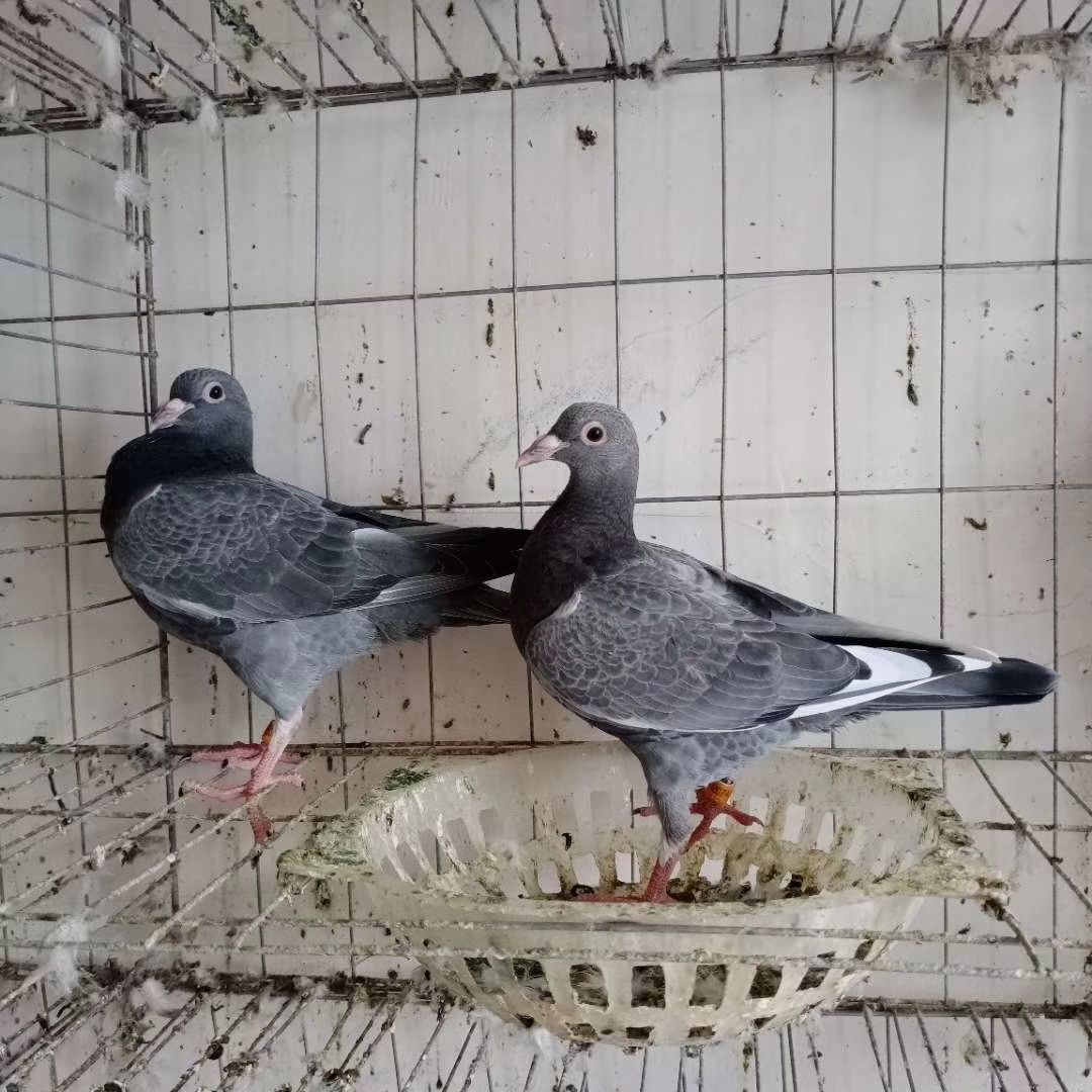 肉鸽  我销售鸽子。