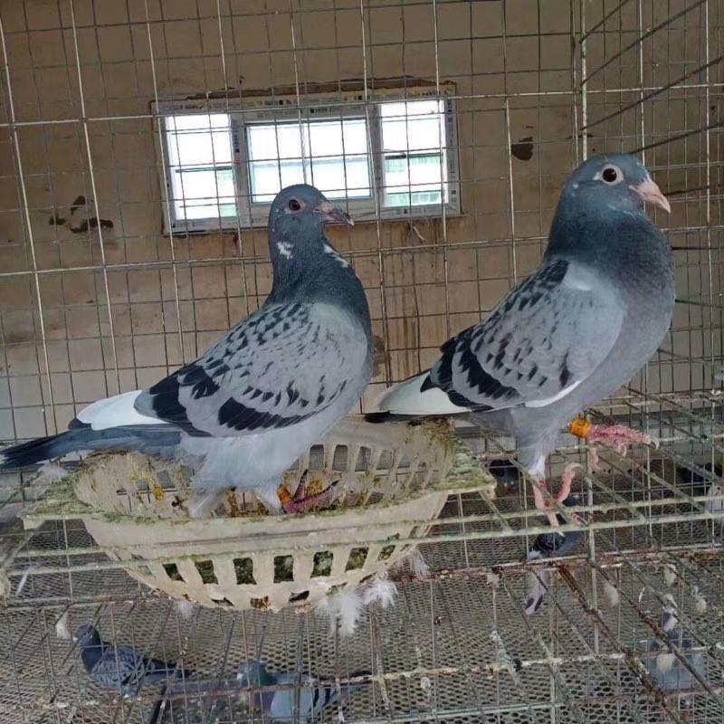 肉鸽  我销售鸽子。