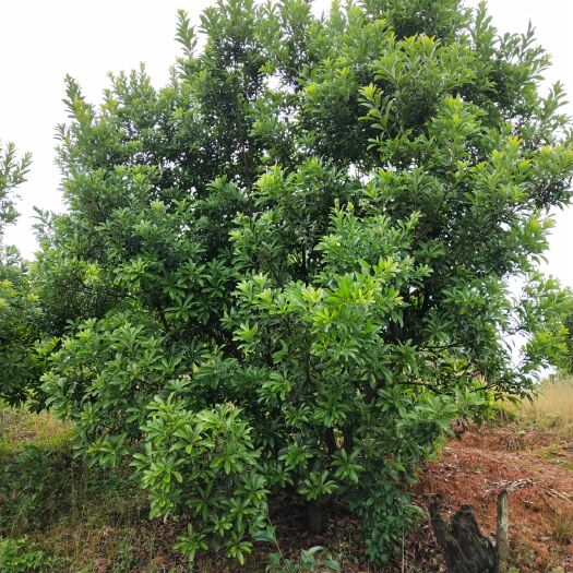 靖州县6－8公分的杨梅树苗，叶片翠绿，树形优美。可以提前挂果。