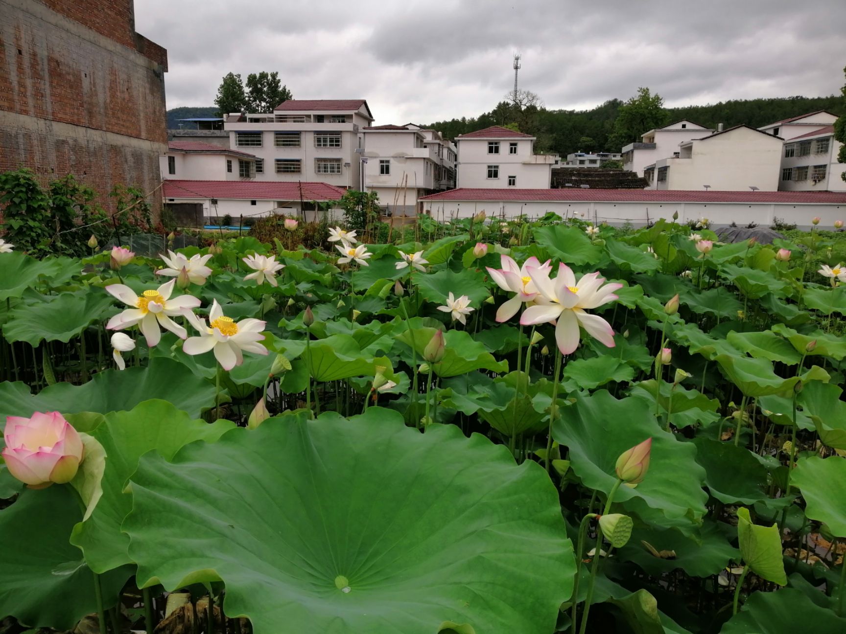 白莲子  广昌手工白莲，种植基地直接发货