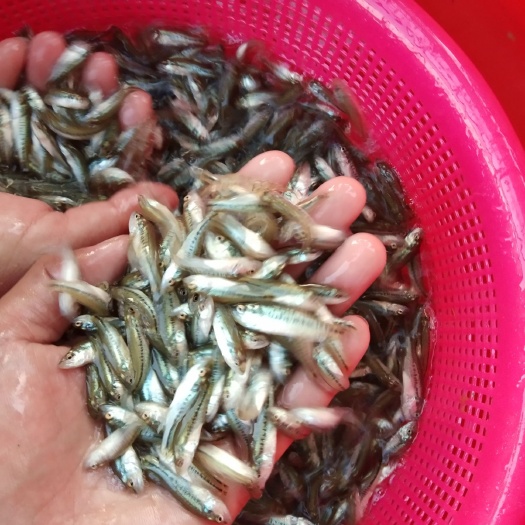 高州市加州鲈鱼苗