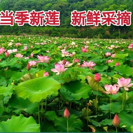 瑞金市新鲜莲子带莲蓬带壳莲子去壳去莲心真空包装