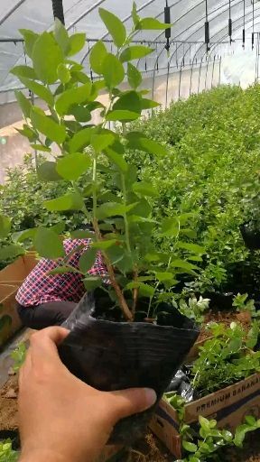 泰安 组培绿宝石蓝莓苗，优瑞卡蓝莓苗，天后蓝莓苗，珠宝蓝莓苗，薄