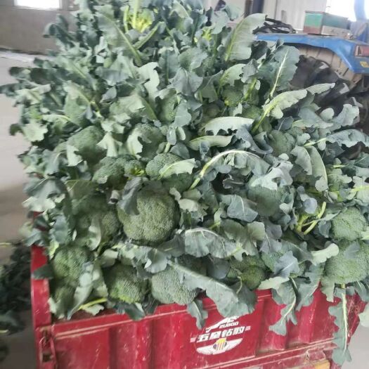 天门市绿翡翠西兰花  湖北西兰花产地直供，量大从优，基地供货，质量