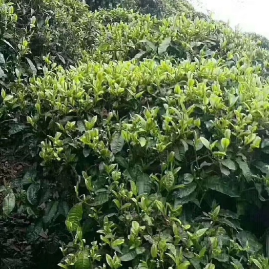 泸水市保康绿茶 怒江大峡谷荣康茶