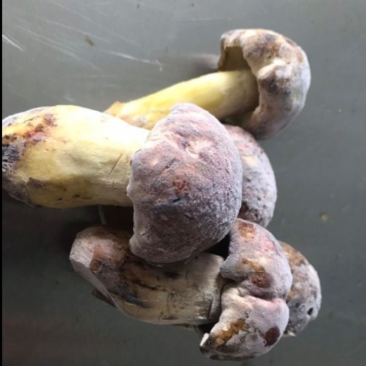 景东县 白葱菌