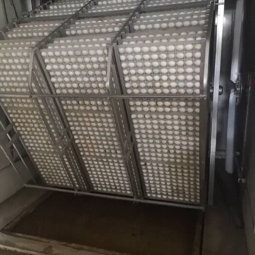 南宁 出壳嫩口麻鸭苗，包打疫苗，全国发货，质量保证。
