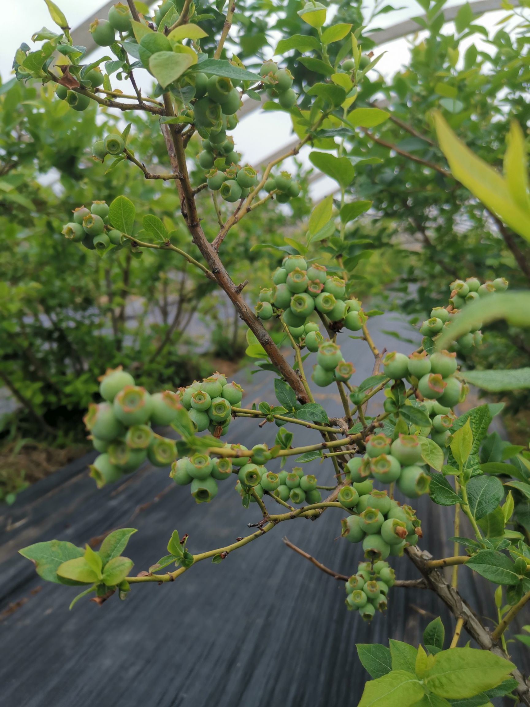  基地直发，各品种蓝莓苗，拒绝假苗