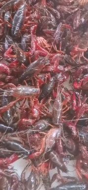 潜江市潜江小龙虾 规格硬 干净  实惠