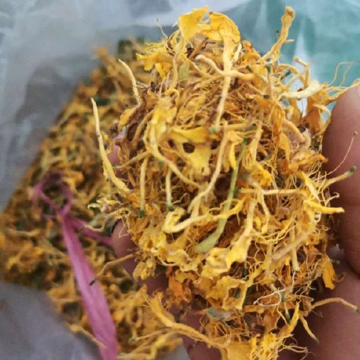 四季金银花 农民自己种植开花和绿混。