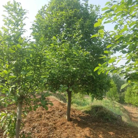 南阳12公分红玉兰 紫玉兰 黄玉兰 广玉兰 白玉兰