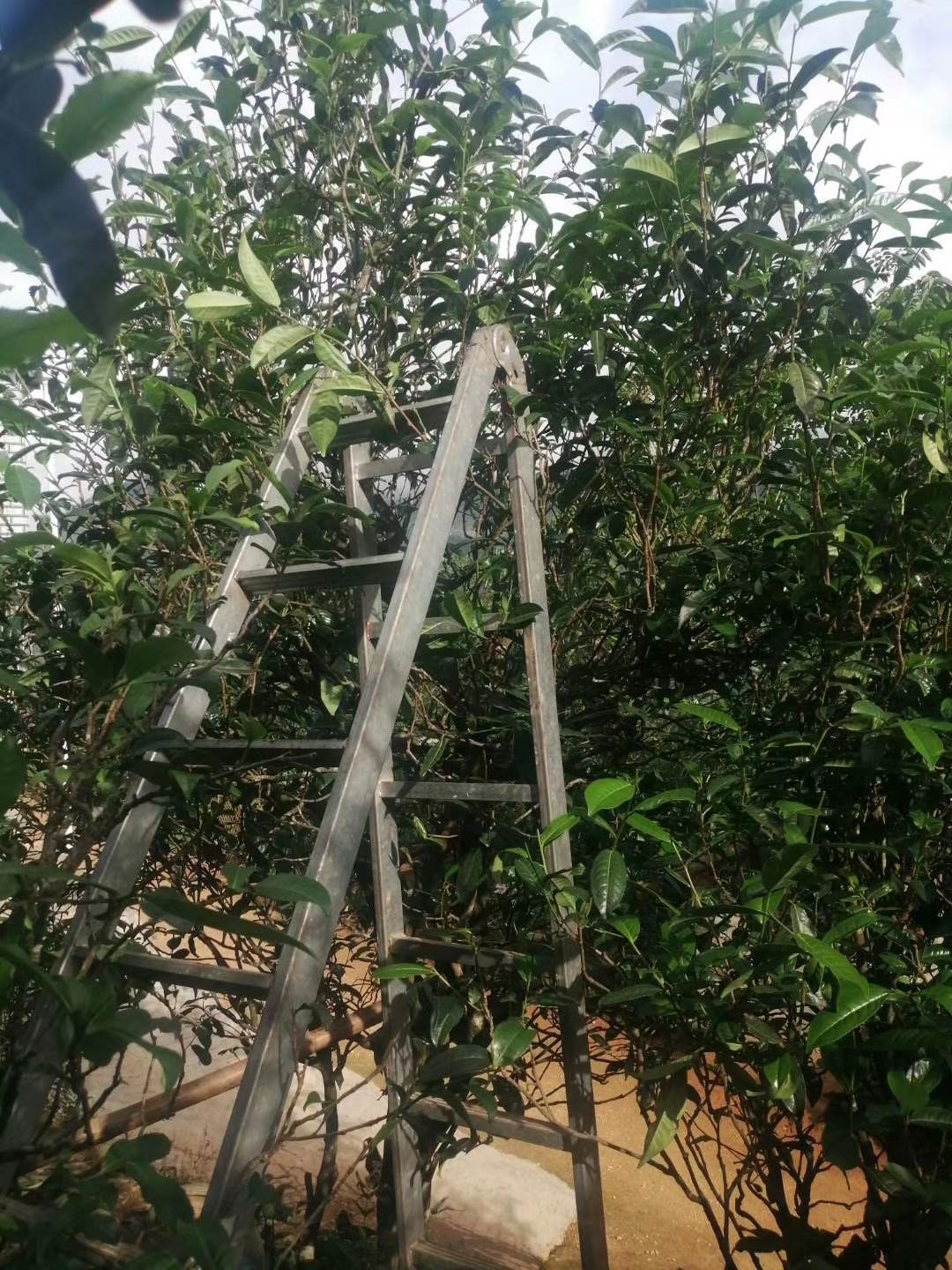 忙肺大叶茶 忙肺古树茶  春茶 黄金叶