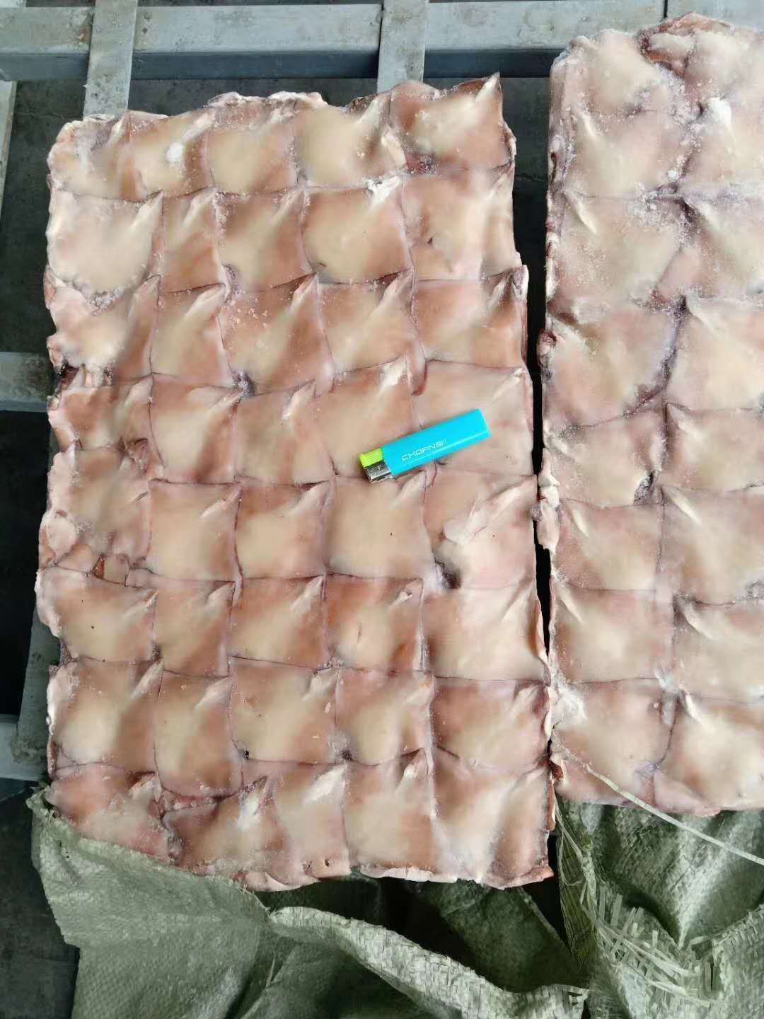  真鱿鱿鱼小耳朵