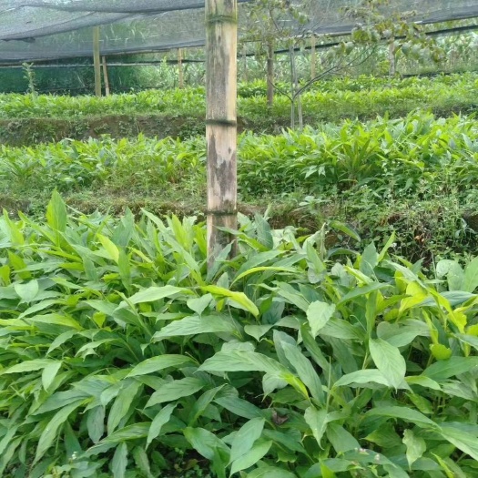 大理市 又到栽草果苗季节了，两年苗高在80至1米左右.有一百多万朱