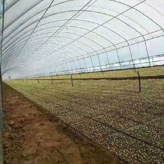 天津热镀锌蔬菜大棚 养殖大棚，蔬菜大棚