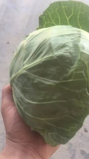 定西包菜  精品兰州货