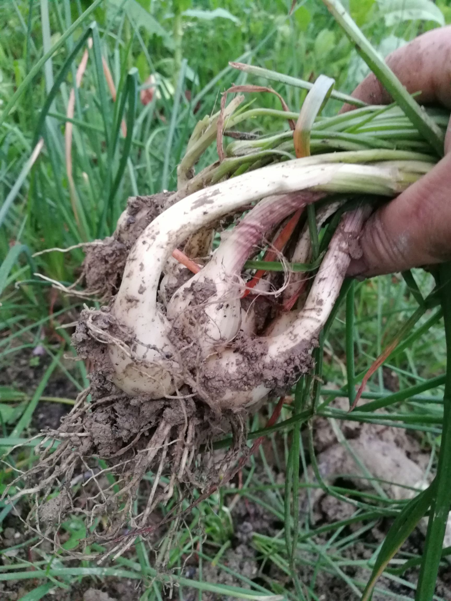  藠头细叶藠头生态种植农家肥藠头