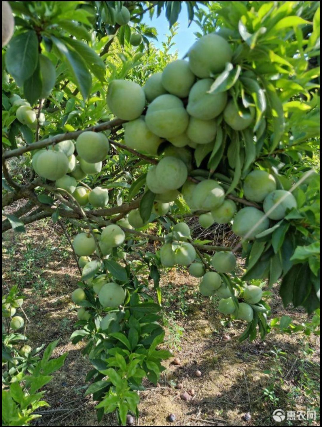 奈李桃型李