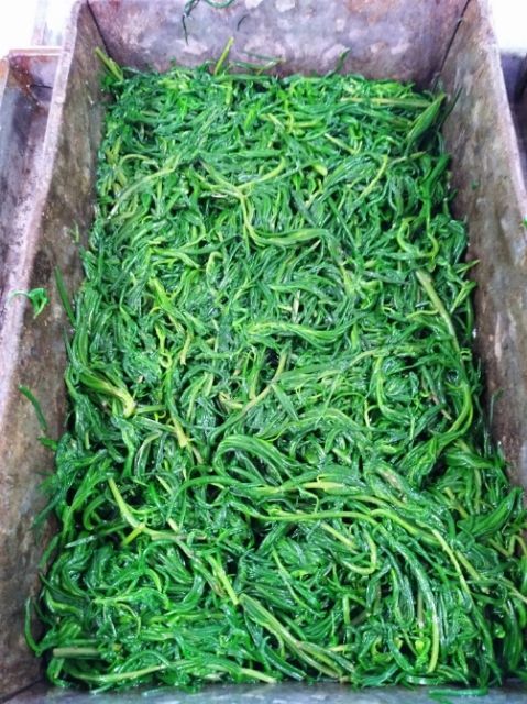 唐山速冻黄须菜 皇须菜