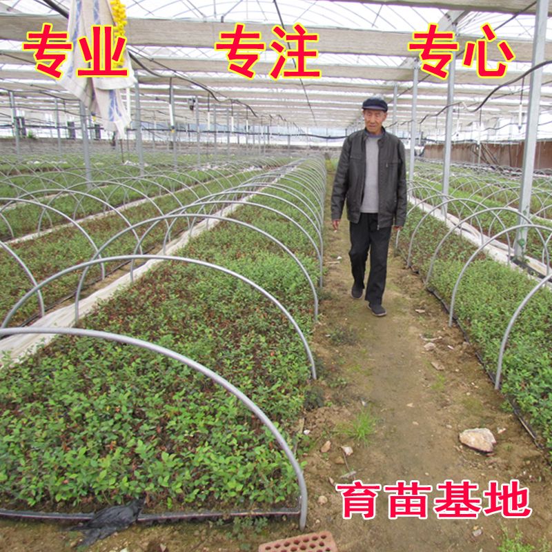  基地直发，各品种蓝莓苗，拒绝假苗